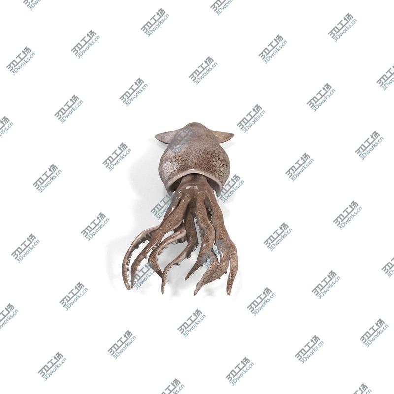 images/goods_img/202105073/Fresh Squid/3.jpg